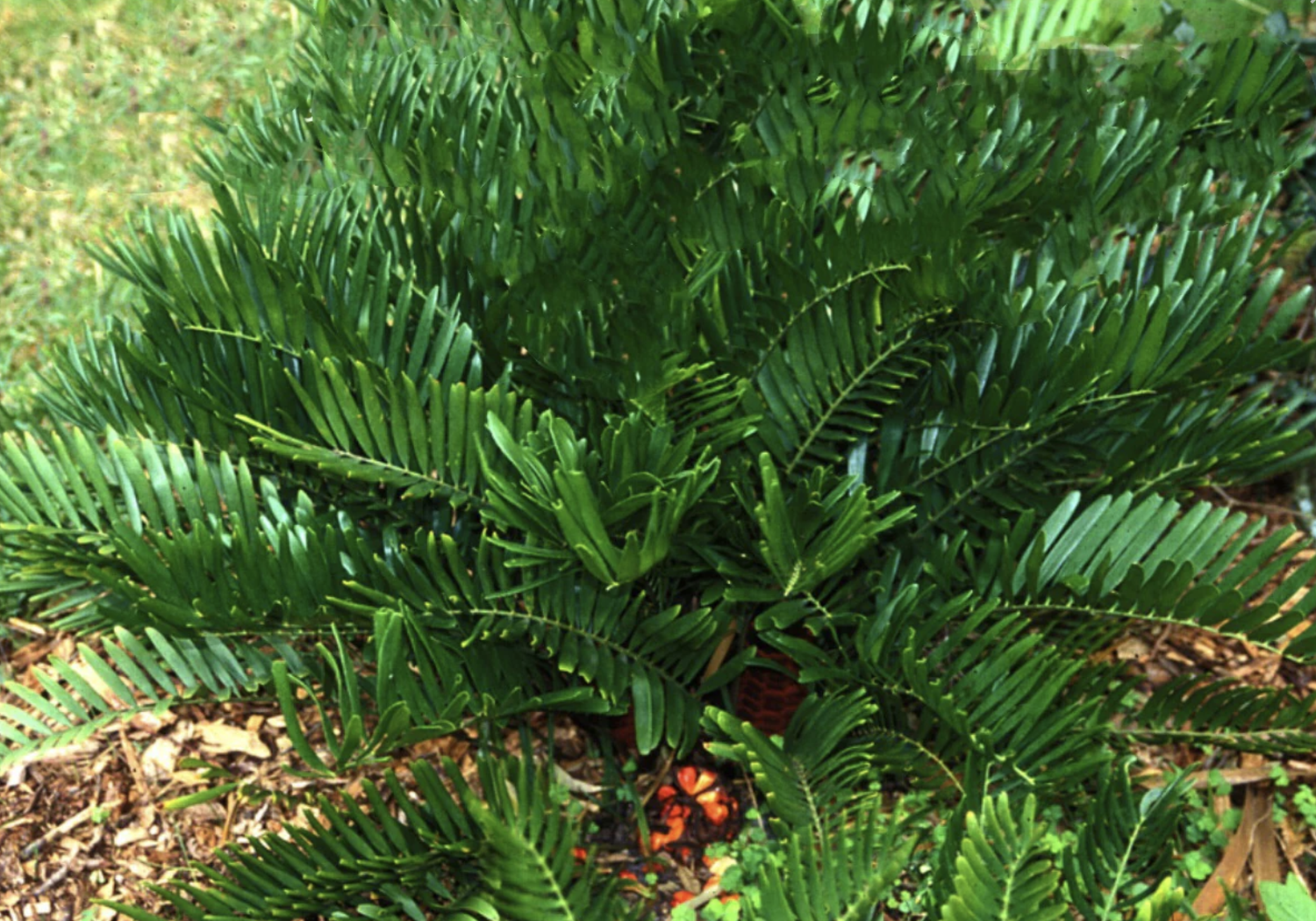 Native Florida coontie plant with stiff green fonds in sandy soil