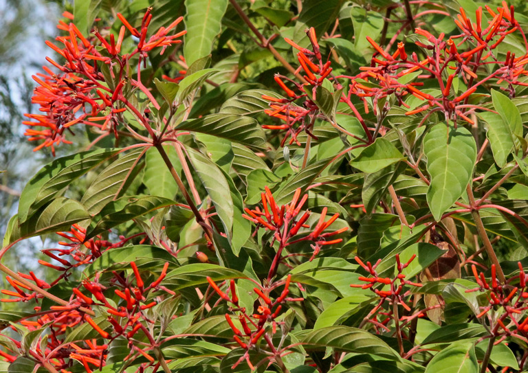 Firebush plant with red-orange flowers attracting butterflies in Florida